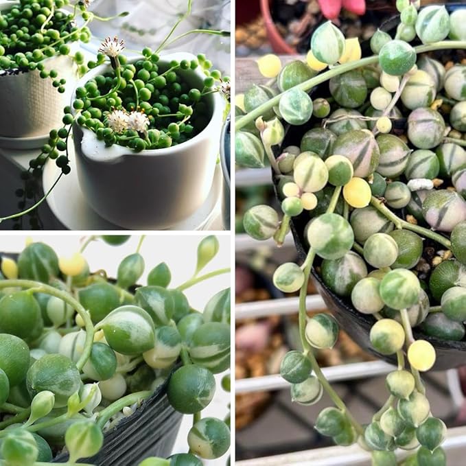 Variegated String of Pearls Plant, Live Succulent Vine in Pot, Rare Indoor Houseplant (4 Inch Pot)