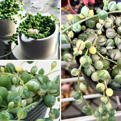 Variegated String of Pearls Plant, Live Succulent Vine in Pot, Rare Indoor Houseplant (4 Inch Pot)