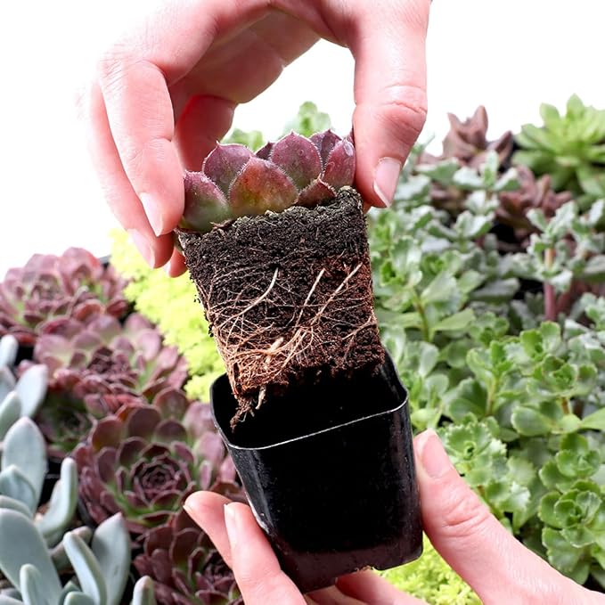 Mountain Crest Gardens Assorted Succulents Bulk Pack - 50 Live Plants in 2 Inch Pots - Real Indoor/Outdoor Succulents for DIY, Gifts, Weddings, and Home Decor