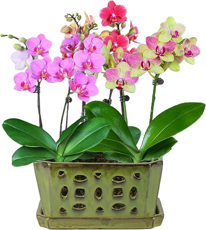 W&W Orchid Pot with Holes and Saucer for Repotting, YellowGreen, 9.7 Inches