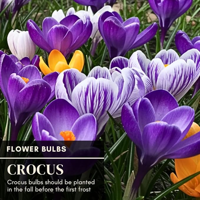 Rare Crocus Saffron Flower Bulbs for Planting, Crocus Sativus (10 Bulbs)