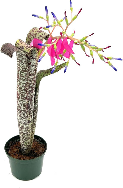 ragnaroc Live Plants – Bromeliad Billbergia Marmorata, 12" in 5" Pot - 1ct - Live Arrival Guaranteed - House Plants for Home Decor & Gift