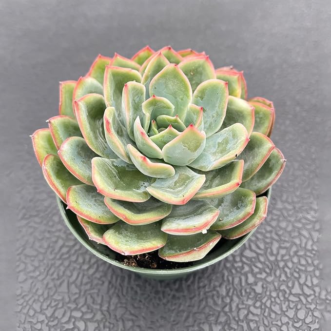 Live Succulent Plants (Echeveria Dew), Easy Care Houseplant for Home and Office Decor, Great Gift for Housewarming, Birthday, Thanksgiving