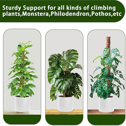 Moss Pole, 2Pack 21 Inch Plant Support Stakes for Indoor Plants, Monstera Plant Support Stakes, 37 Inch Tall Coir Plant Pole Sticks for Potted Plants, Pothos, Philodendron
