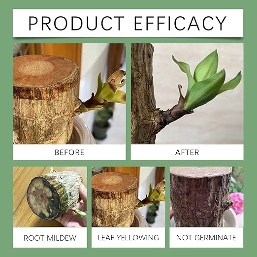 MoonSpry Brazilian lucky wood plant food, lucky bamboo liquid fertilizer,brazilian wood indoor houseplant fertilizer,bamboo indoor plant food,Fertilizantes de brasileña y árbol de la suerte,2pcs*100ml