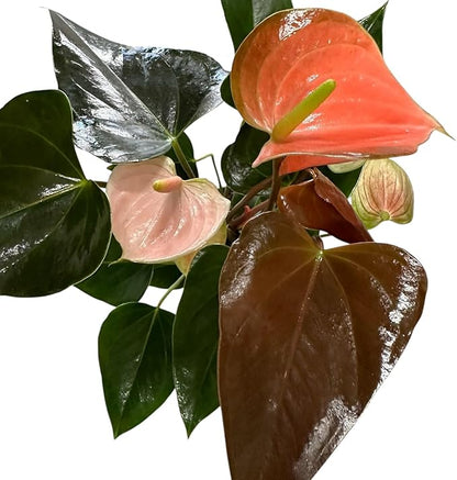 Pink Matata Anthurium (12"-14" Tall) Unique and Gorgeous Live Indoor Plant, Easy Care and Easy to Grow, Bloom Plant, 4 inch Pot (Rainbow Champ)