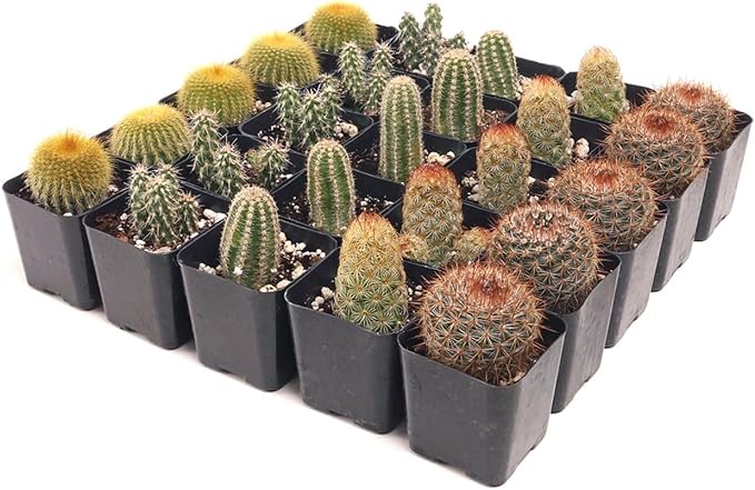 Mountain Crest Gardens Cactus Bulk Pack - 25 Live Plants, 5 of Each Variety, Rooted in 2 Inch Pots - Real Cacti for DIY Arrangements, Displays & Desert-Themed Décor