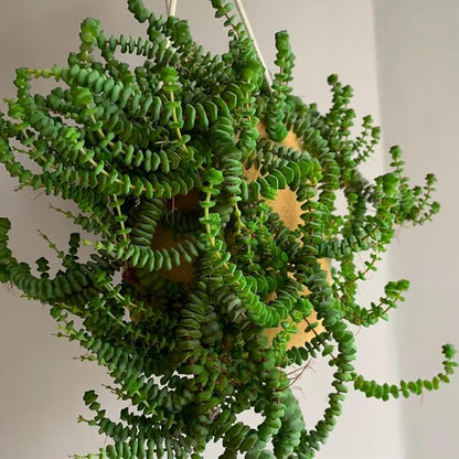 String of Buttons Live Plants, Easy Indoor Trailing Succulent in 4" Pot, Hanging Succulent Houseplant Indoor Outdoor Planting
