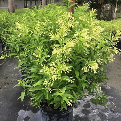 Night Blooming Jasmine Live Plant - Cestrum Nocturnum. Fragrant Flowering Shrub for Garden, Patio or Window (4 ngt.jas Cups)