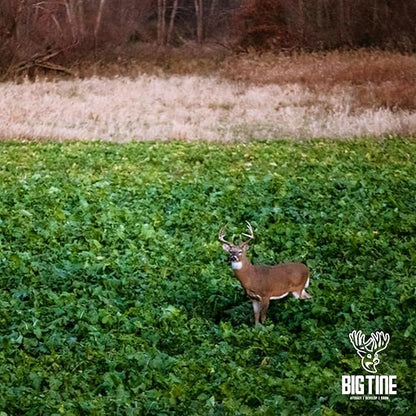 Big Tine Food Plot Mix, Deer Attractant, Peas and Tubers, 8 lbs Bag, Fall/Winter Annual, Contains Early Season Forage and Winter Peas