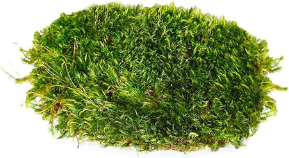 SuperMoss (21538) Mood Moss Preserved, Fresh Green, 3 Pounds