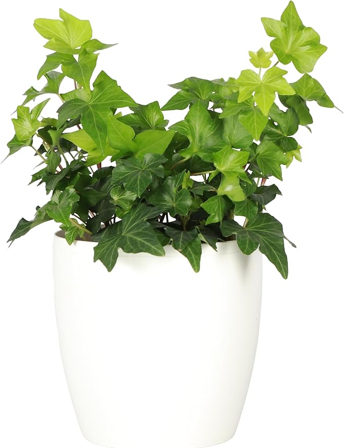 Thorsen's Greenhouse Live Green English Ivy Plant, Hedera Helix, Natural Air Purifier, Easy to Grow, Live Indoor Houseplant, 4" Diameter Pot (White)