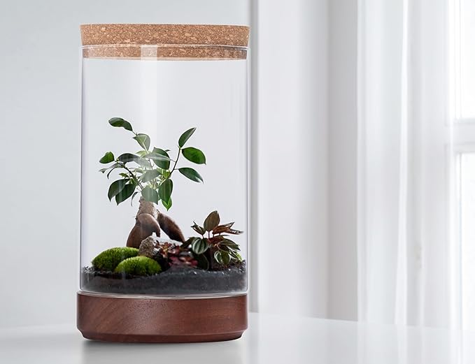 Clear Glass Houseplant Terrarium Planter, 6" W x 10" H, Cylindrical Terrarium with Wooden Base & Cork Lid | Versatile Tabletop Decoration for Home or Office or Hydroponics (Plant Not Included), 41-A-M