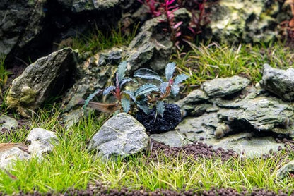 SubstrateSource Live Planted Decor - Bucephalandra Godzilla (Bucephalandra sp.) on Lava Stone (Framed) - Dark Green Leaves with Ruffled Edges Aquatic Plant, Low to Medium Light for Aquascaping, 1 Pack