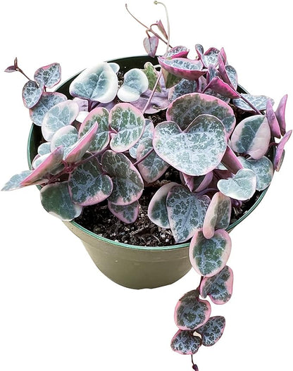 Sprout N Green String of Heart Variegata | Ceropegia woodii f. variegata, Live Plant Rooted in 4in Nursery Pot, Indoor Outdoor Office Home Holiday Décor