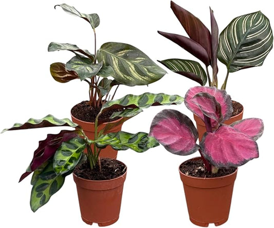 CoollectivePlants Calathea Plant Live Collection – Set of 4 Live Calathea Varieties in Grower’s Pots, Live Indoor Houseplants, Includes UniHeat Pack for Winter Protection