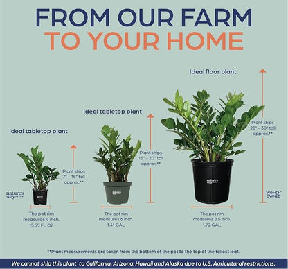 ZZ Plant, Zamioculcas Zamiifolia, Indoor, Outdoor, Live Houseplant, in Grower Pot, Nature’s Way Farms (7-11 in. Tall)