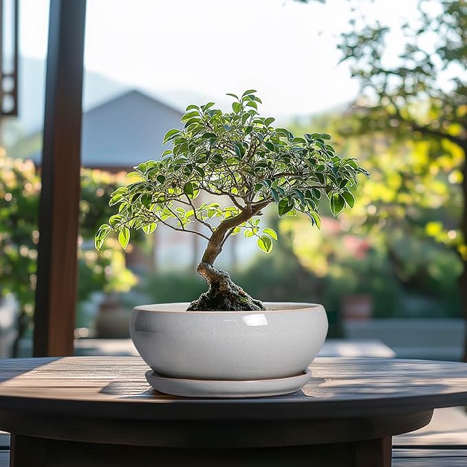 SQOWL Bonsai Tree Pots - 8 Inch Ceramic Plant Pots for Succulents, Shallow Planter with Drainage Hole and Saucer, Round Planter Indoor Outdoor, Bowl Planters, Home Decor, Gift for Plant Lover, Gray