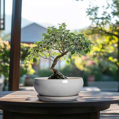 SQOWL Bonsai Tree Pots - 8 Inch Ceramic Plant Pots for Succulents, Shallow Planter with Drainage Hole and Saucer, Round Planter Indoor Outdoor, Bowl Planters, Home Decor, Gift for Plant Lover, Gray