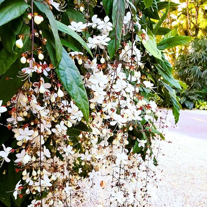 Clerodendrum Plant Live, Houseplant Well Rooted, Fragrant Light Bulb Chain of Glory Flowers Vine, 5 to 9 Inch Tall, No Pot (Clerodendrum Wallichii Smithianum)