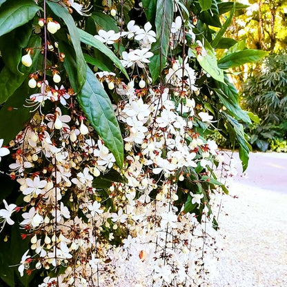 Clerodendrum Plant Live, Houseplant Well Rooted, Fragrant Light Bulb Chain of Glory Flowers Vine, 5 to 9 Inch Tall, No Pot (Clerodendrum Wallichii Smithianum)