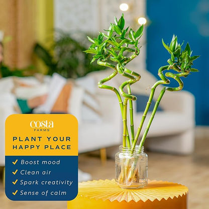 Costa Farms Lucky Bamboo Spiral Stalks (Pack of 10)