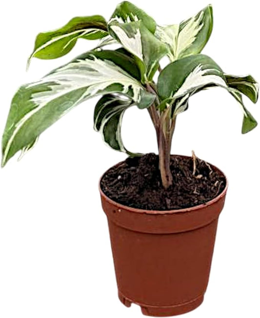 Calathea Stella | Live Plant in Growers Pot, Live Indoor, Easy to Grow, Easy to Care, and Low Maintenance Houseplant by Coollectiveplants (2" Pot)