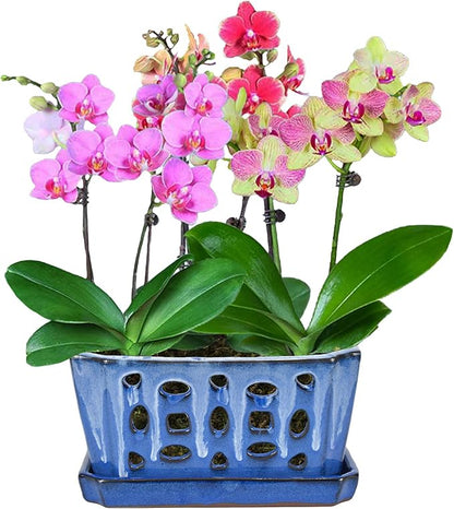 W&W Orchid Pot with Holes and Saucer for Repotting, White and Blue, 9.7 Inches