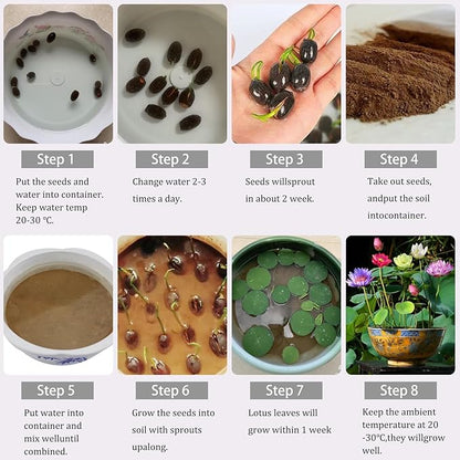 25 Lotus Seeds for Planting in Water Bowl, Non-GMO Mixed Lotus Seeds, 80%+ Germination Rate Water Lilly Seeds, Beautiful Water Plants for Home, Garden, Indoor and Outdoor