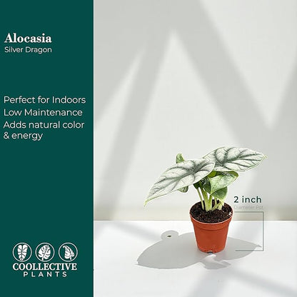 Alocasia Silver Dragon | Live Plant in a 4 or 6 Inch Growers Pot, Live Indoor, and Low Maintenance Houseplant bu Coollectiveplants (2" Pot)