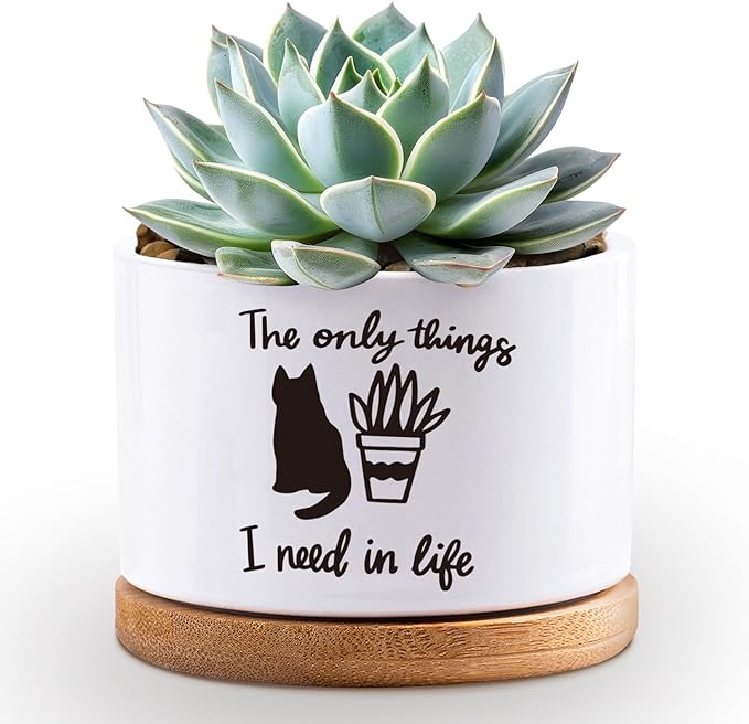 Succulent Cactus Flower White Ceramic Plant Pot with Drainage, Funny Plant Decorative Pots for Plants, Indoor Planter I Need in Life Small Succulent Pots, Not Plant