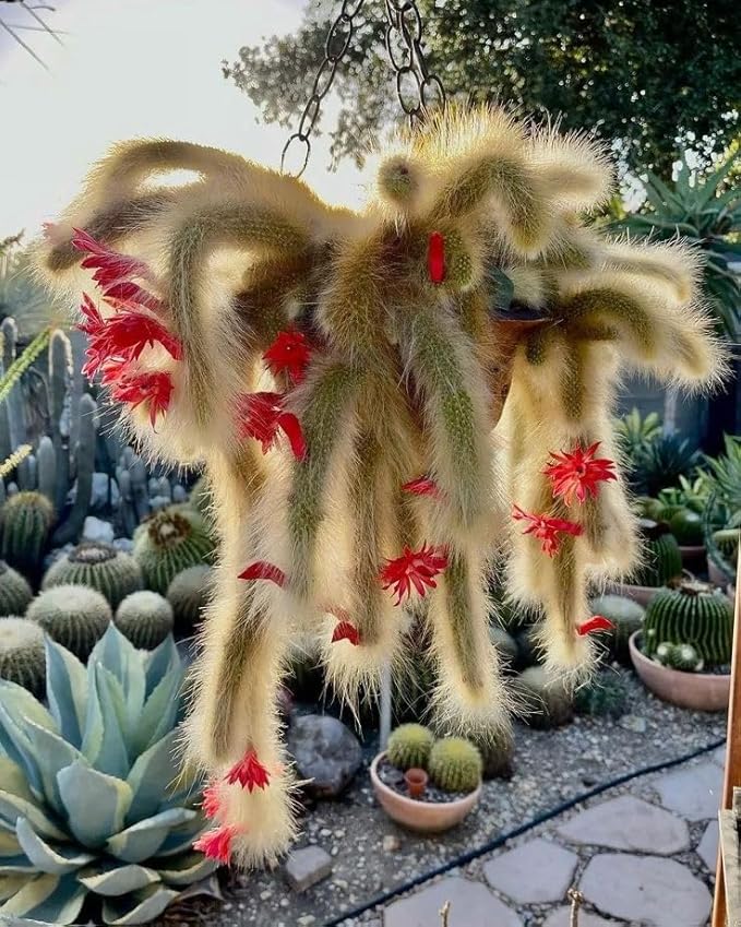 Monkey Tail Cactus Plant, Trailing Cactus Succulent Well Rooted 6-8 Inch Tall, Ornamental Houseplant for Hanging Basket