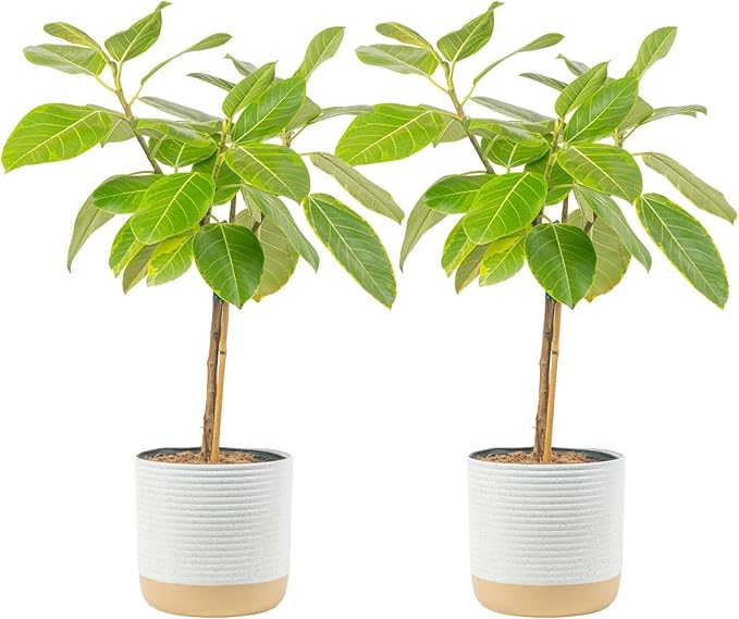 Costa Farms Ficus Audrey Tree Live Plants in Decorative Pot, Large Indoor Houseplant, Perfect for Home, Room, or Office Decor, Great House Warming or Birthday Gift, 3-4 Feet Tall, Pack of 2
