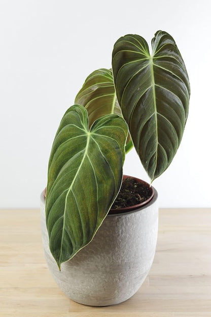 Variegated Philodendron Live Plant 4-8 Inches, Rare Indoor Houseplants for Container Growing (Long Leaves Philodendron)