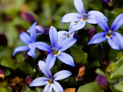 Greenwood Nursery: Live Ground-Cover Plants - Blue Star Creeper + Isotoma Fluviatilis - [Qty: 10x Pint Pots] - (Click for Other Available Plants/Quantities)