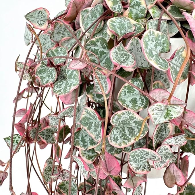 Variegated String of Hearts Live Plants, Easy Indoor Trailing Succulent in 4" Pot, Hanging Succulent Houseplant Indoor Outdoor Planting