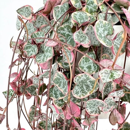 Variegated String of Hearts Live Plants, Easy Indoor Trailing Succulent in 4" Pot, Hanging Succulent Houseplant Indoor Outdoor Planting
