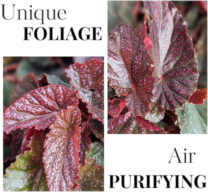 Pink Polka Dot Maculata Angel Wing Begonia Plants Live, Rare Begonias Indoor Growing, Hanging Basket, Starter 5 to 9 Inc Tall