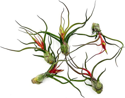 ragnaroc Air Plants - Flowering Tillandsia Bulbosa Guatemala, Large 3-5" - 5ct - Live Arrival Guaranteed - House Plants for Home Decor & Gift