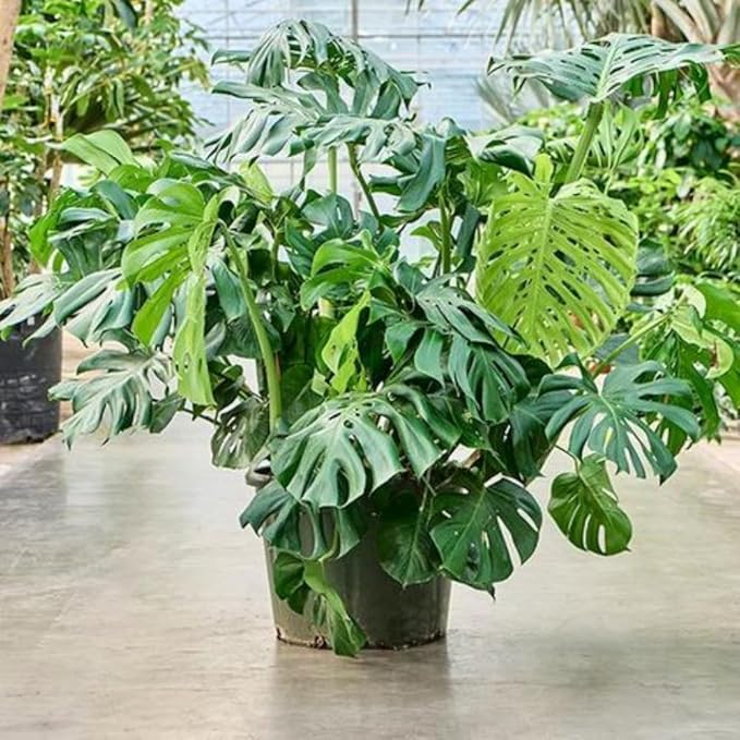 Live Monstera Deliciosa Plant, Swiss Cheese Philodendron House Plants, 4 Inch Pot for Planting