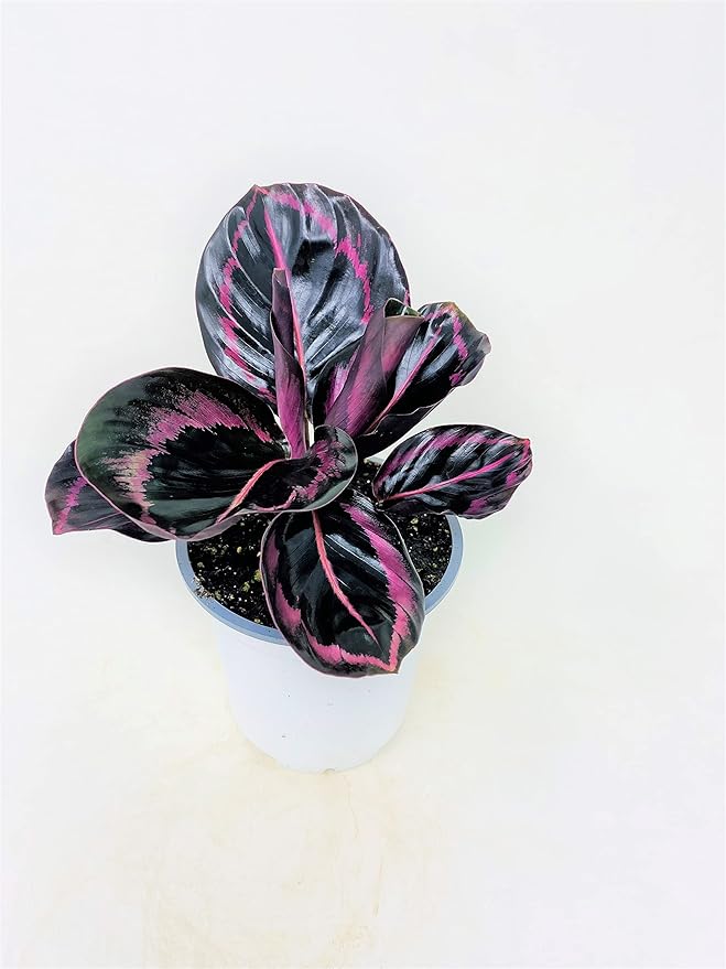 Calathea Dottie - Easy to Care houseplant- 4 Pot