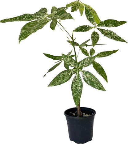 Live Money Tree Plant – 4” Indoor Pachira Glabra Variegated Fully Rooted | Albo Varieagata Rare Indoor Houseplant | Air-Purifying for Home, Office & Gifts (Heat Pack Included)