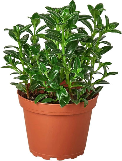 Nemetanthus Candy Corn | Brazilian Firecracker Live Plant for Indoor | Different Houseplants in 4'' & 6'' Pot | Real House Plant for Living Room, Office, Desk & Bathroom
