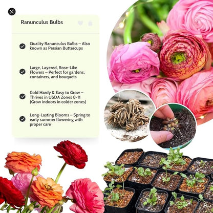 Aviv Pink Ranunculus Flowers Bulbs for Spring Planting, Perennial Flower Bulbs, Early Spring Flower to Plant Outside, Colorful Blooms Groundcover Bulbs, Top Size