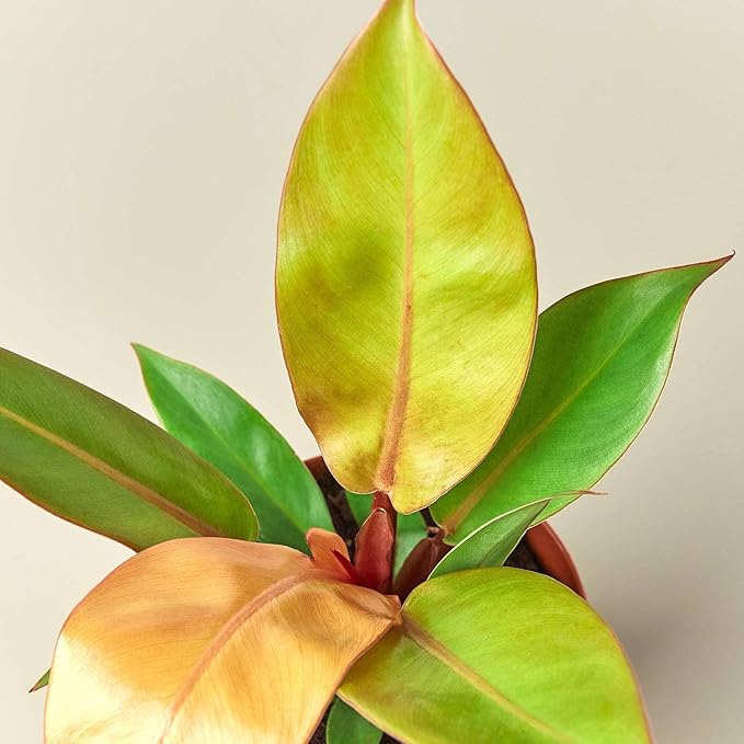 Philodendron Prince of Orange Live Plant for Indoor | Different Houseplants in 4'' & 6'' Pot | Real House Plant for Living Room, Office, Desk & Bathroom