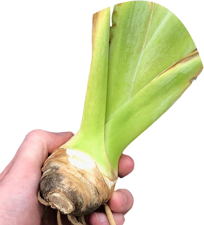 Easy to Grow Bearded Iris Earl of Essex - 3 Plant Bulbs Rhizomes, Light Purple & White Flowers in Spring to Fall, Full Sun Low Maintenance