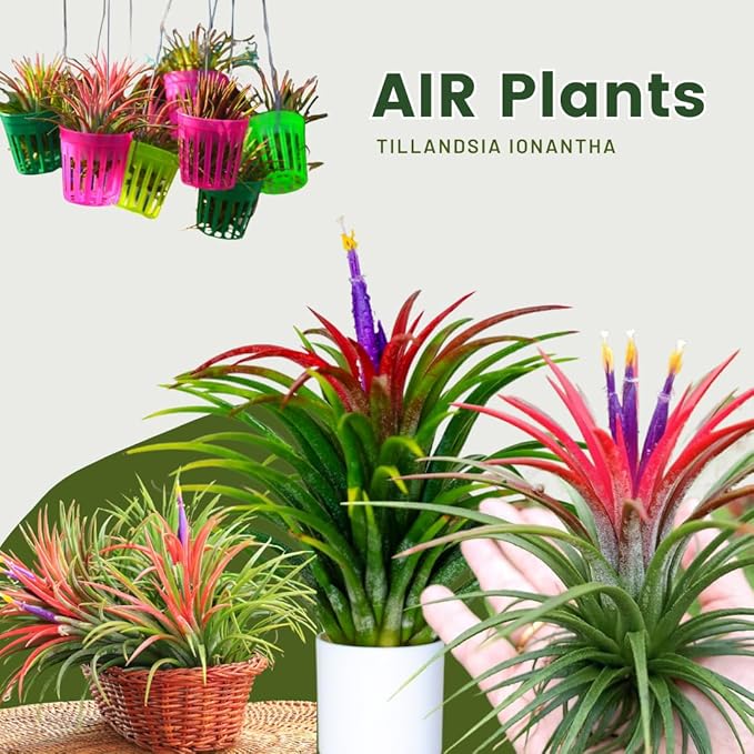 Air Plants Live Houseplants for Garden, 20 Tillandsia Air Plants Live, Purple Red Air Plant for Planting Gardening Outdoor, 2 to 3 Inc Long