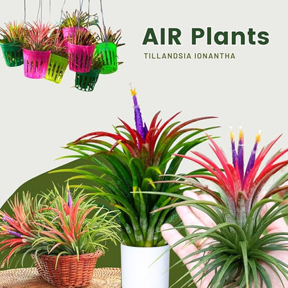 Air Plants Live Houseplants for Garden, 20 Tillandsia Air Plants Live, Purple Red Air Plant for Planting Gardening Outdoor, 2 to 3 Inc Long