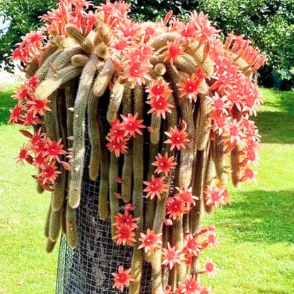 Rare Monkey Tail Cactus Live Plant, Trailing Cactus, Hanging Succulent for Planting, in 2" Pot