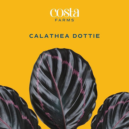 Costa Farms Calathea Dottie Live Plant in Self Watering Pot, Indoor Houseplant, Perfect for Home, Room, or Office Decor, Great House Warming or Birthday Gift, 12-18 Inches Tall